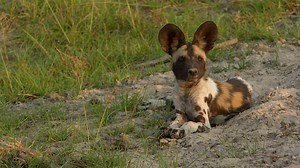245K views · 9.6K reactions | These painted wolf (wild dog) puppies are learning all sorts of life lessons by playing with each other and the adults in the pack. It's especially interesting to see the adult that acts submissive, presumably to get the youngsters to give chase! Video by Matt Clarke Wild | The Bushcamp Company | Facebook