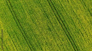 Camera flight over blooming rapeseed field. Renewable energy source. Industry and agriculture. Production of biofuel in Czech Republic, European Union.