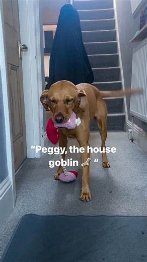 45K views · 194 reactions | are they goblin ears or dobby ears? 廊來 a...