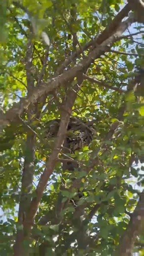 While fishing, I saw a large python sleeping in a tree.🐠😨#fishing #fish #reels #FishingLife #thefishwhisperer #fish #fishing #fishtok #castnet #castnetfishing #texas #shad #ocean #shrimp #lake #nature #animals #travel #foryou #tiktok #carp #reels | Nature Life