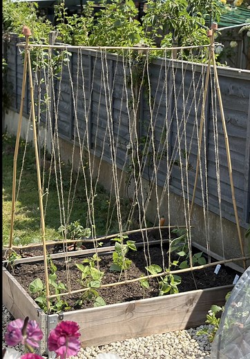 A-Frame Trellis for Climbing Peas and Beans