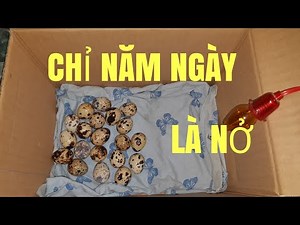 Instruction to hatch quail eggs for five days (NO NEED TO EGG EGG)
