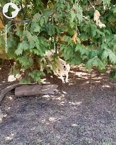 "Trying to play hide and seek with my dog is not working, she gets way too excited when I spot her" 😂 | Go Fetch