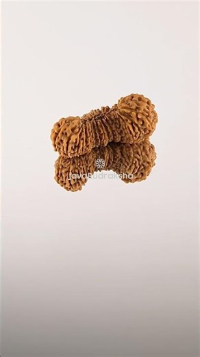 33 Mukhi Rudraksha 23.55 mm Java Bead | Grade A Collector Genuine Natural #33mukhi #javarudraksha