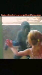 83K views · 4.6K reactions | Loving interaction between gorilla and human baby#gorilla #babygorilla #fpy #foryou #silverback #gorillas #animals #zoo | My Monkey Jonny | Facebook