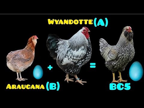 The Best-Kept SECRET: How to Create a Unique Blue Egg-Laying Chicken Breed.