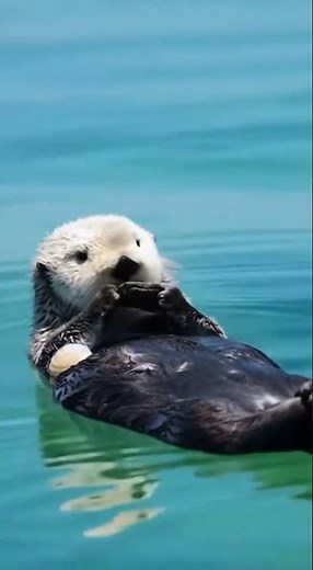 Ultimate Chill: Sea Otter Eating Snacks on Its Back! 🥺🦦