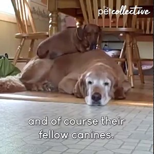 Lady Wiggles discovers the wild world of wiener dogs! 🤣🌭🐶 | The Pet Collective