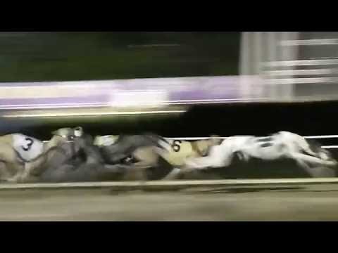 Greyhound Racing at Wheeling Island Racetrack 2016