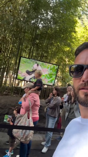 The female panda must be married! | The Campisis