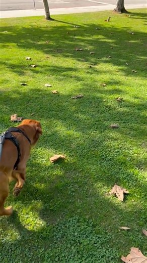 Scooby is a squirrel catcher | Robert Lance | Facebook