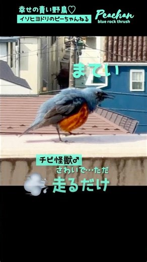 【爆笑】イソヒヨドリ親子♂♂が騒ぎながらただ走るだけww #イソヒヨドリ #野鳥
