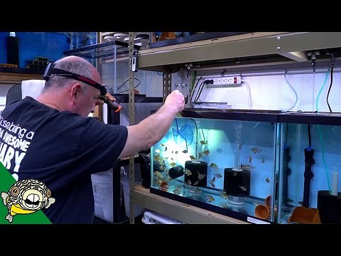 How to Breed German Blue Rams