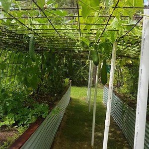 Gourd tunnel turned out tops 😉👍 | Self Sufficient Me