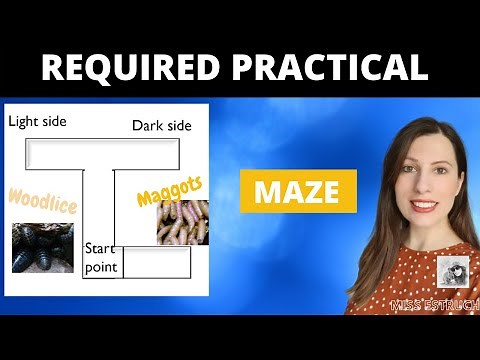 Biology Practical- A-level Required Practical. Invertebrates movement behaviour within a maze.