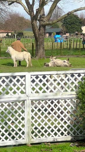 This kind of shit is why I bought a house on the green belt 😂 #horse #minihorse #equestrian #pony