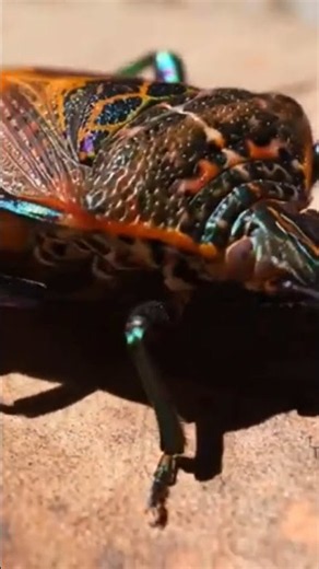 Witness one of nature's most bizarre and beautiful insects in ultra-detailed