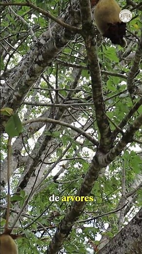 The Baobab in Brazil