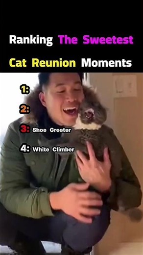 These Sweet Cat Reunions Will Cure Your Loneliness Instantly 🥺❤️ #cats#horts #kitikitiranker
