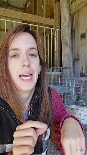 What Really Defines a Quality Rabbit (Hint: It’s Not a Show Placing) #rabbit #raisinglivestock