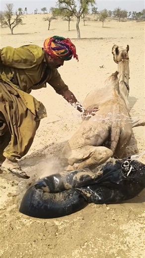 رَكَلَ الجملُ العَنيدُ قِرْبَةَ الماءِ، فأنقذتِ الزوجةُ الماءَ بمساعدةِ زوجِها. 🐪💧