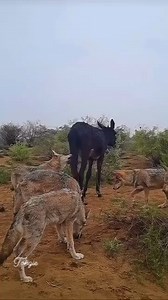 108 reactions | Disturbing my breakfast @highlight EveryoneK Everyone Products Hello Everything | Tongai Sangu | Facebook