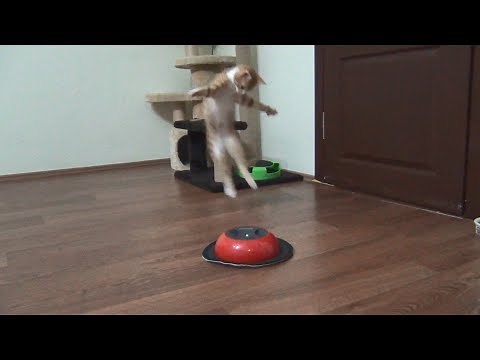 Kitten fights with cleaning robot