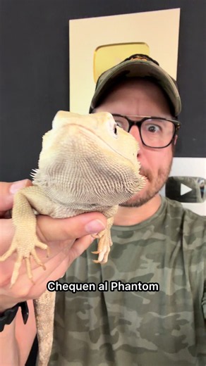 Toca baño 🤢🦎 #quiubolereptileros #phantom #pogona #reptiles #parati