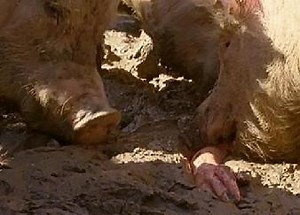 Fed to Pigs - TV Tropes