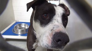 17K views · 548 reactions | ADOPTED - moved to SAFE Album 08/05 RIO...