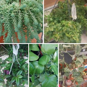 Best Hanging Plants for Every Room of Your home 🪴🪴 #plants #plantbased #plantbased #plantsofinstagram #plantsmakepeoplehappy #plants #plantlover #plantlife #video #art #nature #Amazing #viral #GardenDesign #decoration #HomeDecor #foryoupage #artist #home #foryou #plantas #virals #beauty #beautiful #garden #gardening #gardendesign #gardeninspiration #gardening #garden | Decor & Beauty