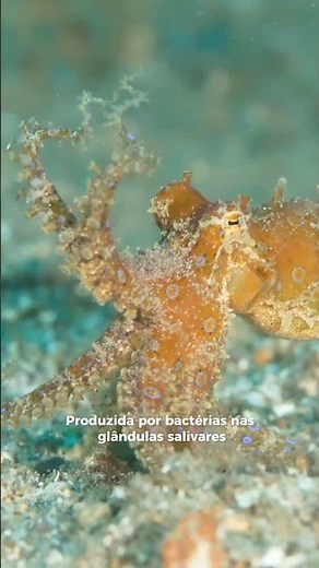 The Deadly Beauty of the Blue-Ringed Octopus