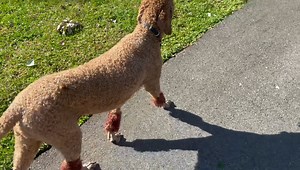 2K views · 225 reactions | Good afternoon, I passed out around 530...