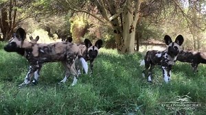 The African Wild Dog puppies recently had a well-baby exam and the results are in.... they are 100 percent ADORABLE. The pups are growing fast and now 17 weeks old and weigh around 24-27 pounds. They are fully weaned from mom's milk and eating solid foods on their own. You can catch them spending most of their summer days lounging in the cool high grass alongside their parents. Wishing everyone a puppy National Dog Day! #NationalDogDay #AfricanWildDogPuppies #TheLivingDesert 🎥 Animal Care Keepe