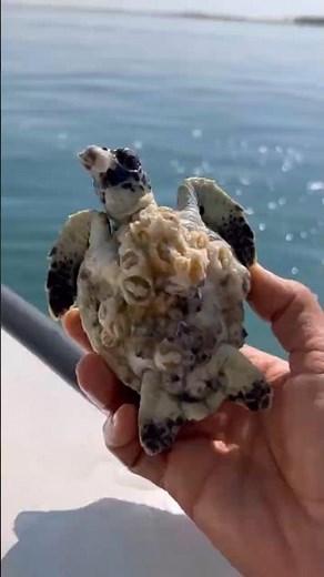 Rescuing a Baby Sea Turtle Covered in Barnacles 🐢 #turtle #barnacles #sea #ocean #rescue #shorts