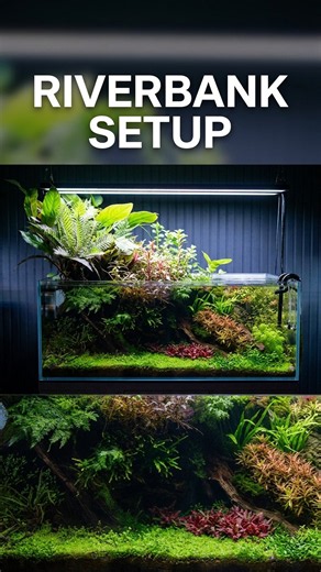 How to create an amphibian riverbank aquascape