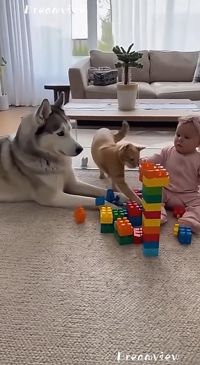 1.1M views · 12K reactions | Cat Knocked It Down!” 隣  100 %...