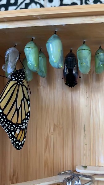 Monarch Butterfly Metamorphosis Time Lapse