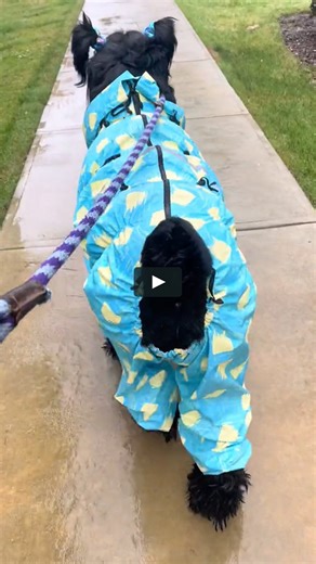 Best Funny Animal Videos 2022 � - Funniest And Cute Dogs Videos Compilation 2022 Funniest Videos #2022