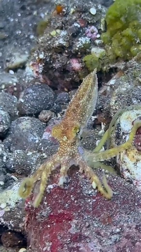 The mototi is an ocellate octopus, the defining feature of which is the presence of ‘ocelli’. Ocelli are also known as ‘fake eyes’ and in the mototi octopus the ocellus is round and black, with an iridescent blue ring inside the black circle. #bali #tulamben #octopus #mototi #octopuslovers #🐙 | Scuba Diver in Paradise