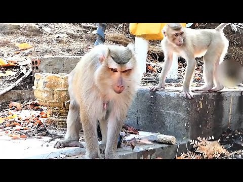 Very Bad Mommy Named Rozy Give New Birth to Baby and Kill Him by Dropping from Very High Tree Review