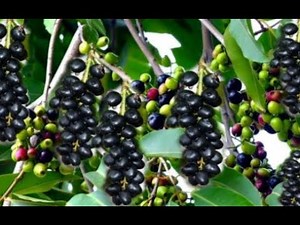 The Life Cycle of the Jambu Tree | Modern Agricultural Cultivation and Harvest of Hainan Jambu