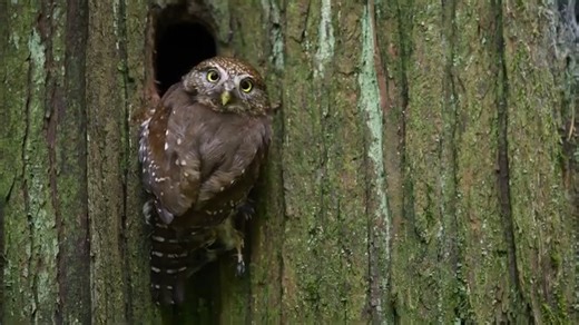 4.1K reactions · 382 shares | Owls can turn their heads really far...