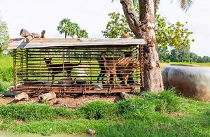 Remember the slaughterhouse for dogs we closed in Cambodia back in October? Ten dogs were saved from imminent death, among them, two dogs which the owner kept in a holding cage as good luck charms since they were puppies. The fate of these animals is unfortunately not an isolated case. In Cambodia, an estimated 3 million dogs, including stolen pets, are slaughtered for their meat every year. The slaughterhouse was the largest supplier of dog meat in the province killing over 2,000 dogs per year.