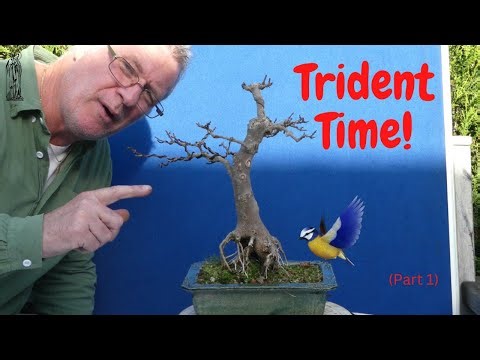 Trident Maple Bonsai - Autumn Developmental Pruning & Wiring.