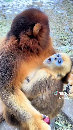 Exploring Golden Monkeys: Unique Features and Behaviors