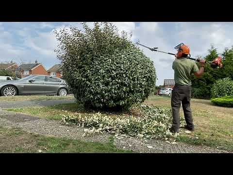 Trimming up two elaeagnus shrubs!