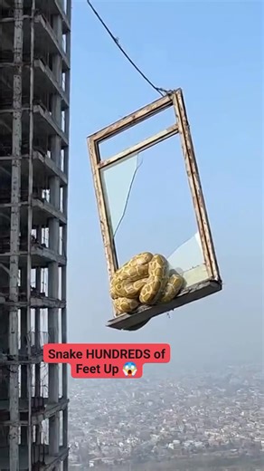 3K views |  Shocking: Ultimate Giant Snake High Above City on...