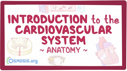 Introduction to the cardiovascular system: Video, Causes, & Meaning | Osmosis