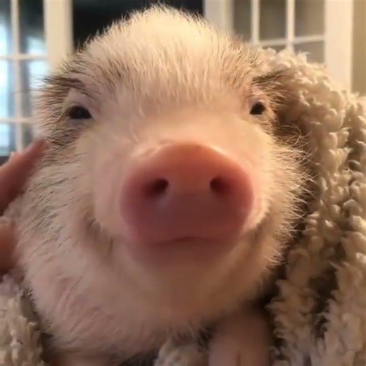 This Pig Literally Melts From Affection 🥹